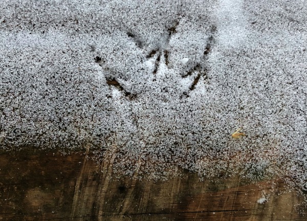 Bird Tracks in the Snow