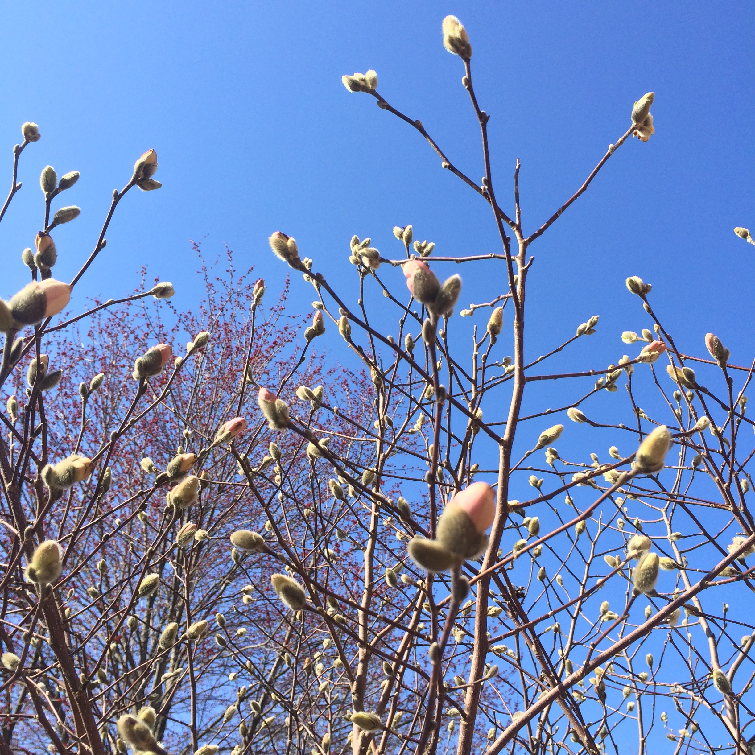 Star Magnolia Buds