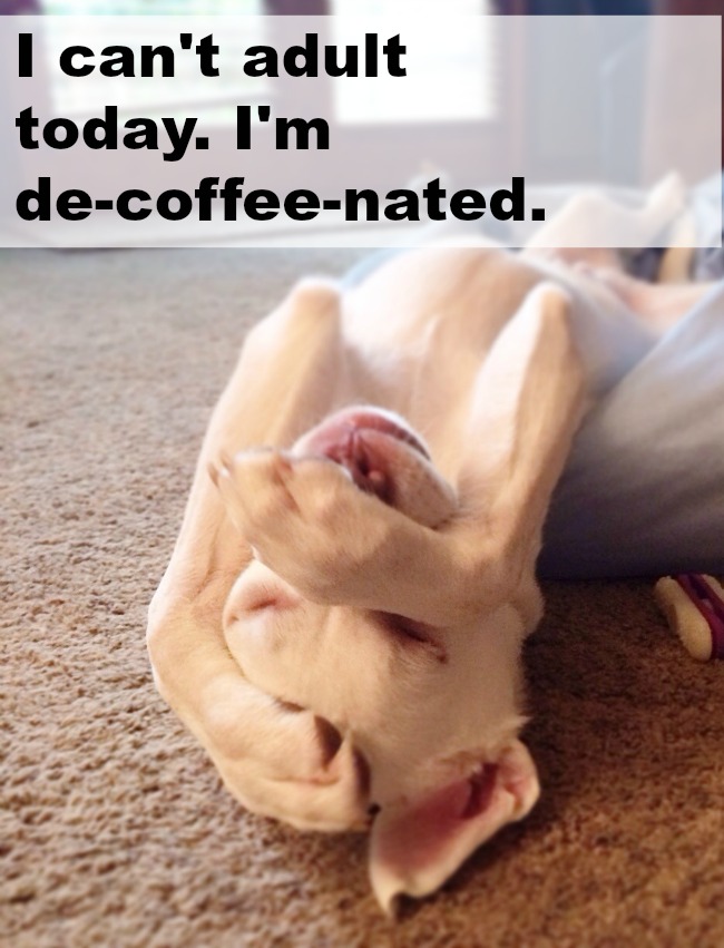 I can’t adult today. I’m de-coffee-nated. Funny | Puppies | Coffee