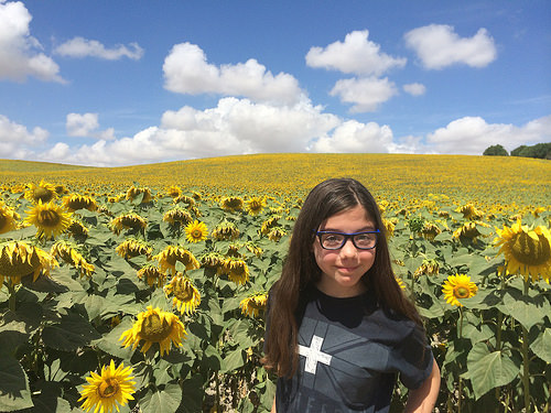 sunflowers spain></a></p>
<p class=