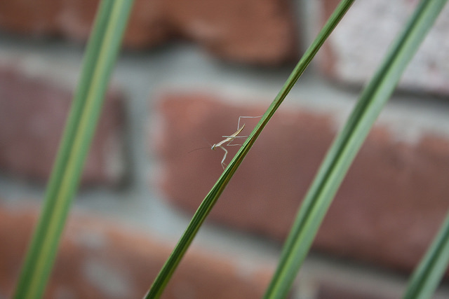 Newly Hatched Praying Mantis