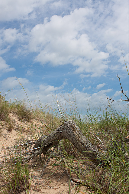 Weathered wood Michigan dunes