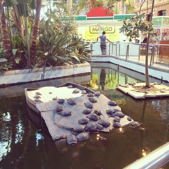Turtles Atocha train station Madrid