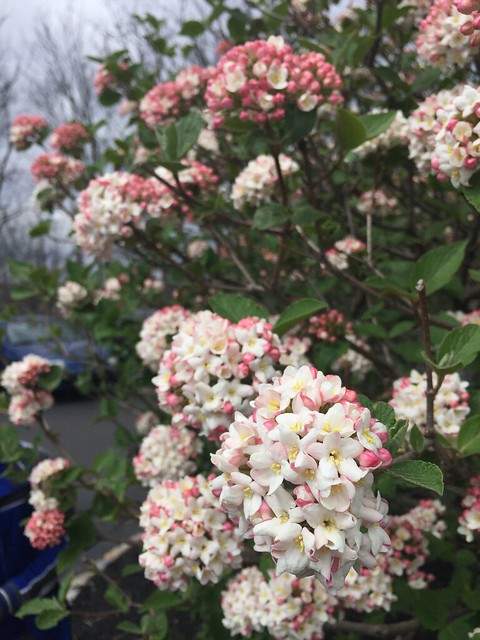 Viburnum in bloom
