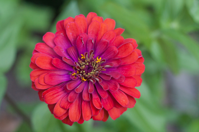 Zinnia