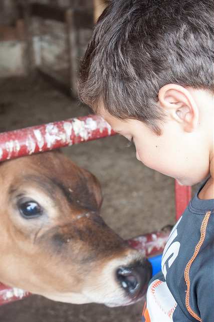 Eli and the calf