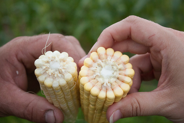Sweet Corn vs Field Corn