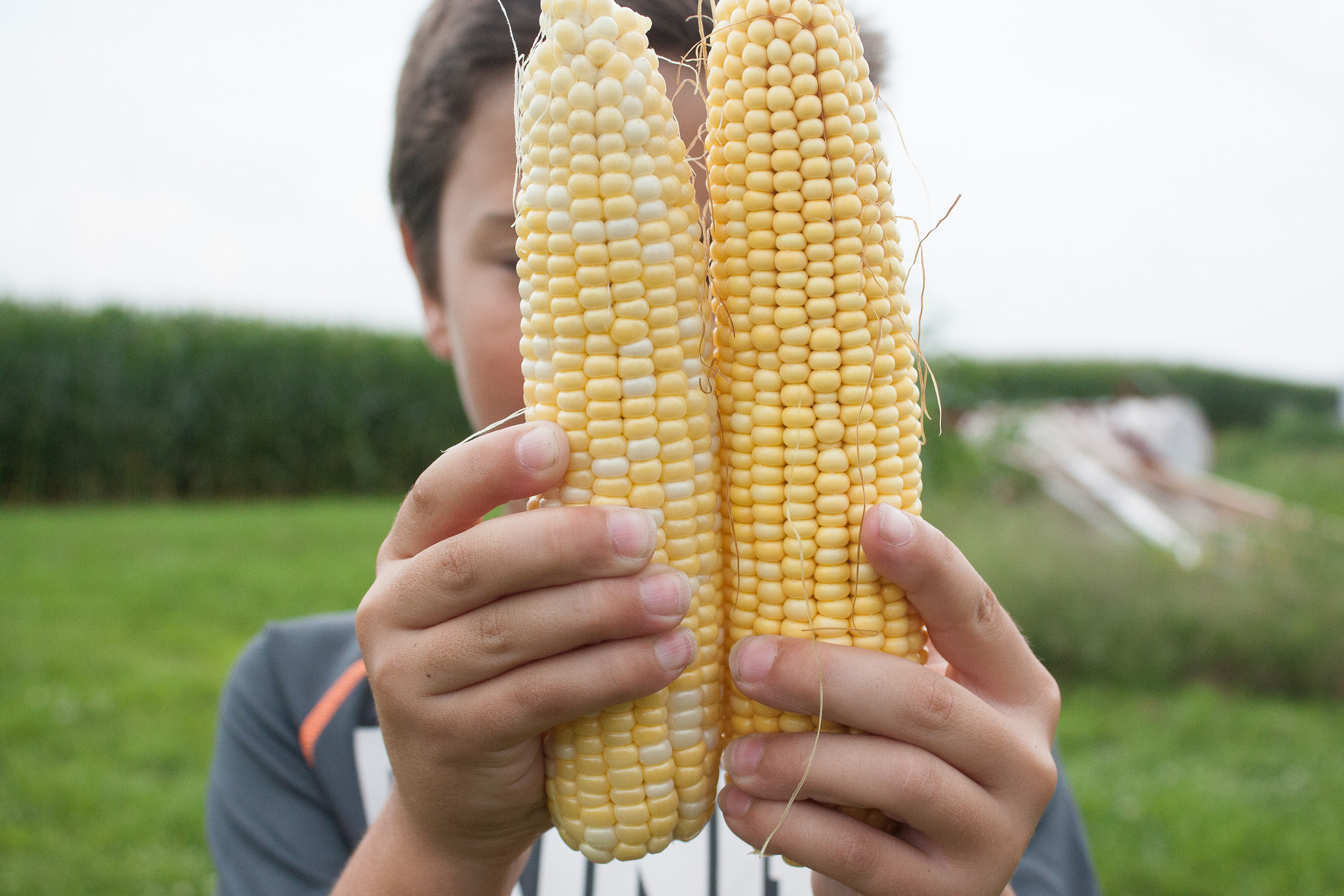 Sweet Corn vs Field Corn