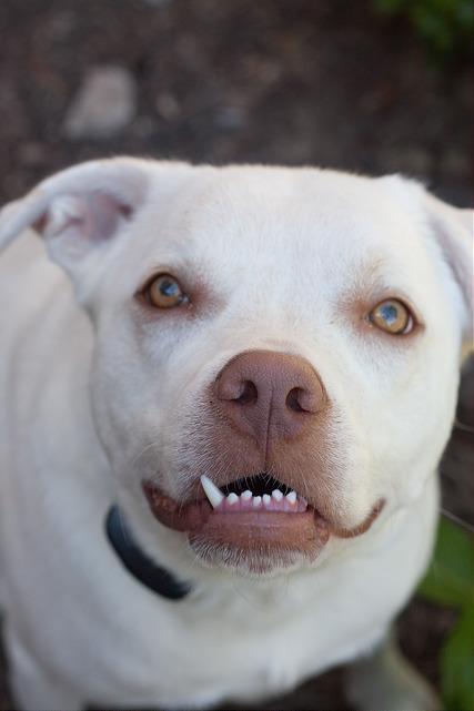 Snaggletooth lab pit bull