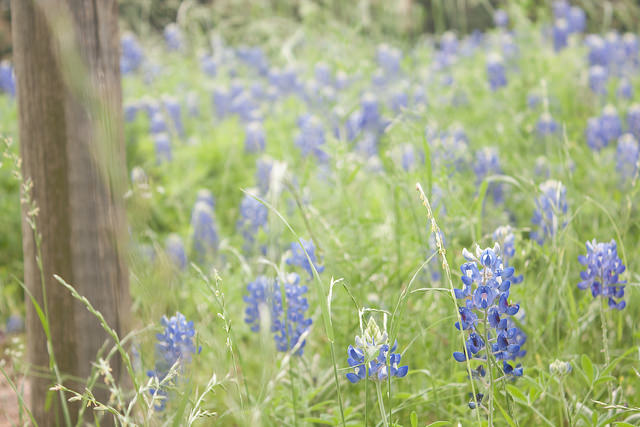Texas Bluebonnets