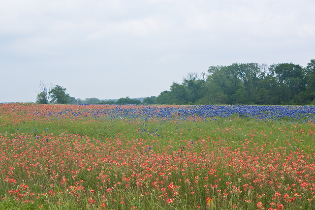 Texas Wildflowers