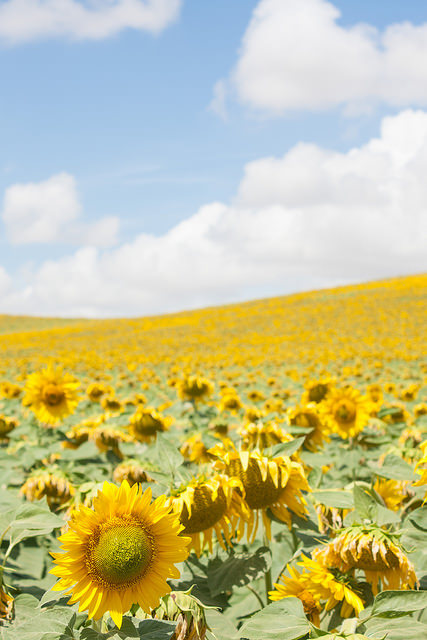 Sunflower fields in Andalusia, Spain