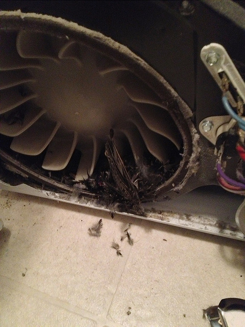 Bird meets dryer