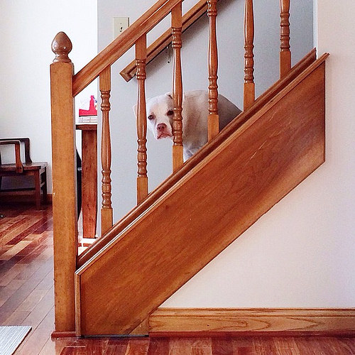 It's hard to work when you have the strange feeling you're being watched. #gusgus #creeperdog